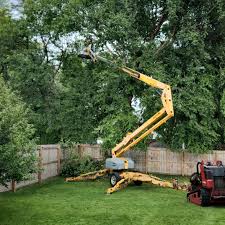 Best Hedge Trimming  in Boyceville, WI