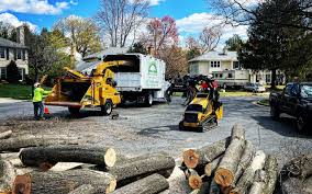 Best Tree Maintenance Programs  in Boyceville, WI