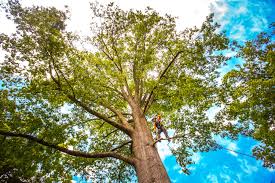 Best Tree Health Inspection  in Boyceville, WI