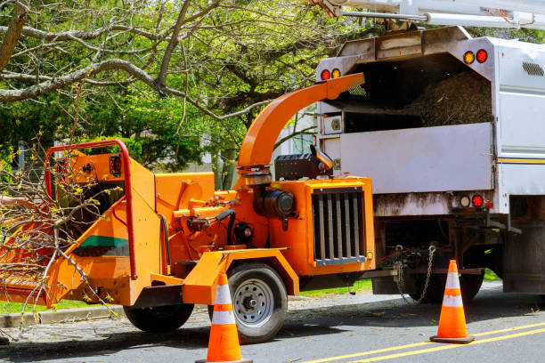 How Our Tree Care Process Works  in  Boyceville, WI