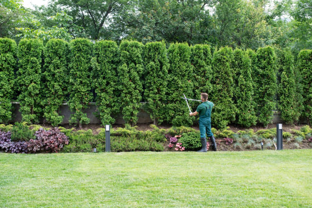 Best Organic Lawn Care Solutions  in Boyceville, WI