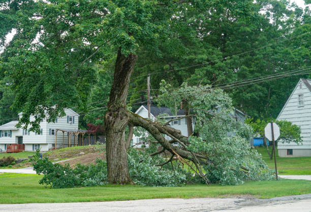 Best Storm Damage Tree Cleanup  in Boyceville, WI