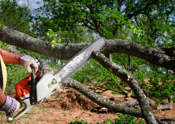 Best Stump Grinding and Removal  in Boyceville, WI