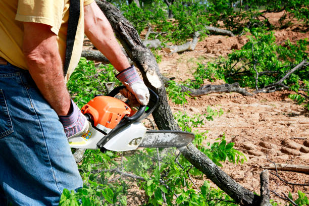 Best Hazardous Tree Removal  in Boyceville, WI