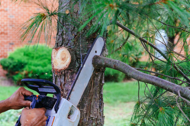 Reliable Boyceville, WI  Tree Services Solutions